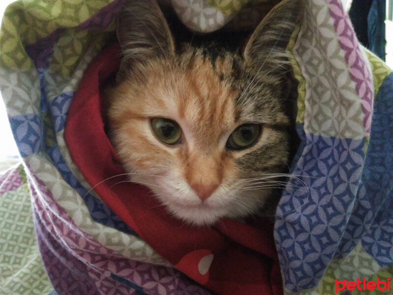 Tekir Kedi, Kedi  cadı fotoğrafı