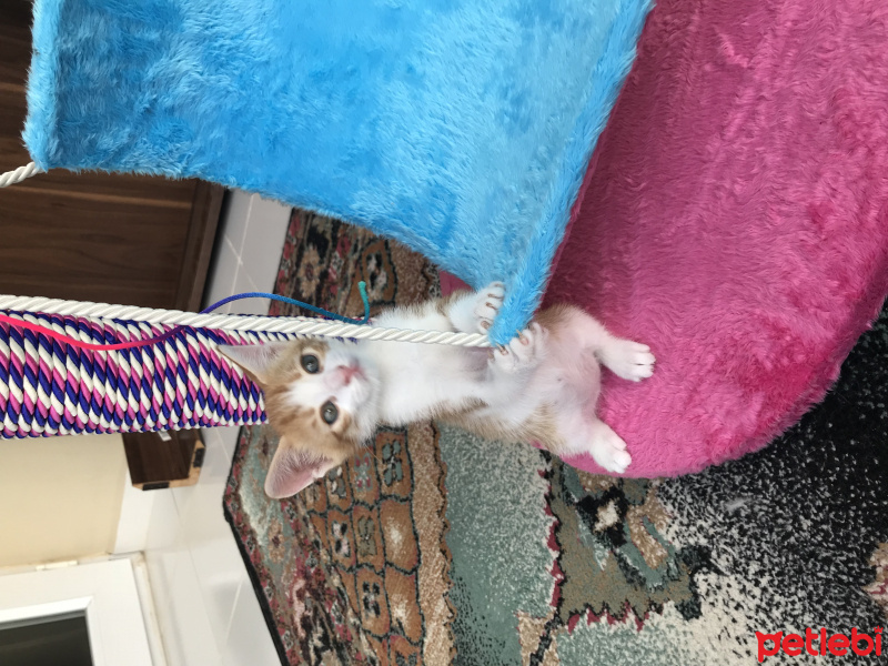 Tekir Kedi, Kedi  Tarçın fotoğrafı