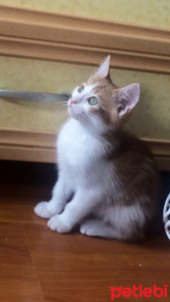 Tekir Kedi, Kedi  Cevi fotoğrafı