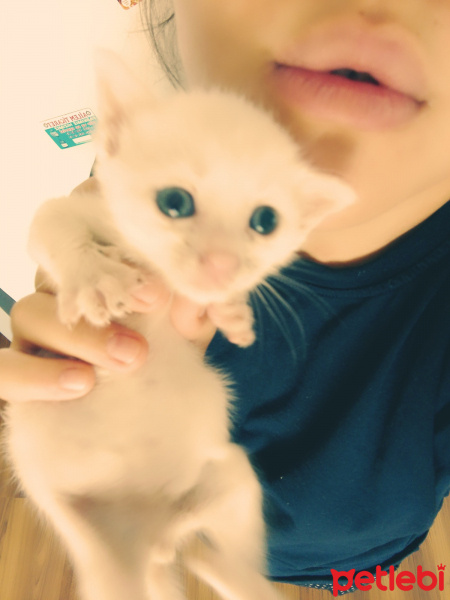 Van Kedisi, Kedi  Koymadım fotoğrafı