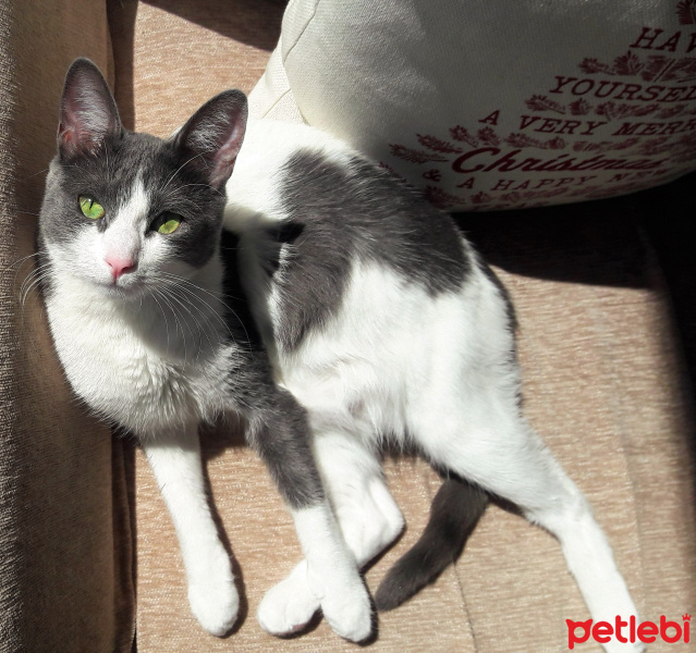 Tekir Kedi, Kedi  Elen fotoğrafı