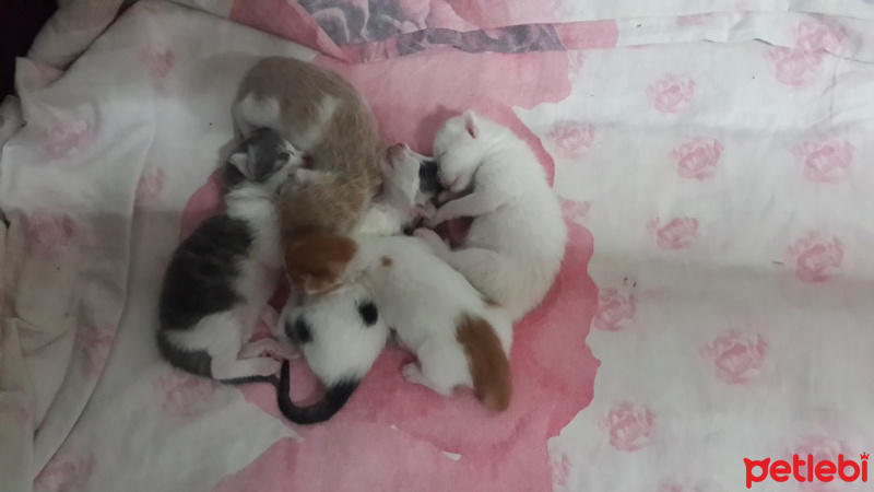 Van Kedisi, Kedi  Bebiş fotoğrafı