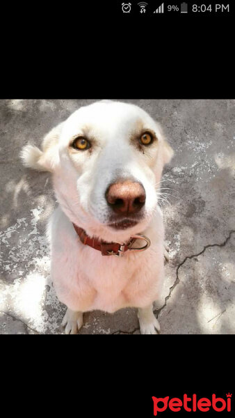 Labrador Retriever, Köpek  Julie fotoğrafı