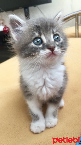 British Shorthair, Kedi  Mercan fotoğrafı