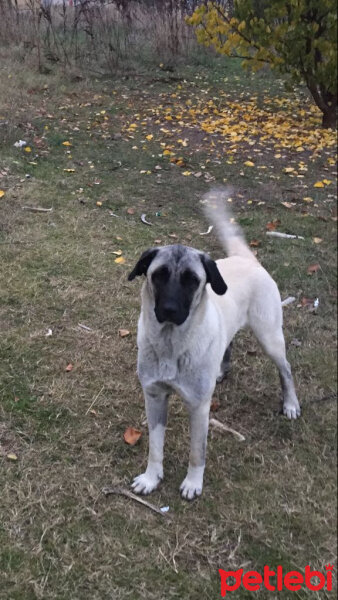 Kangal, Köpek  Toprak fotoğrafı