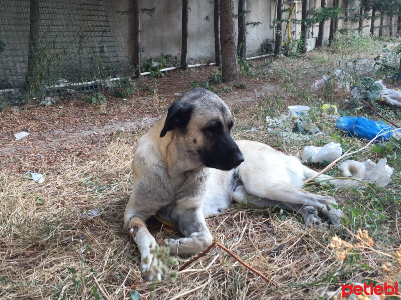 Kangal, Köpek  Toprak fotoğrafı