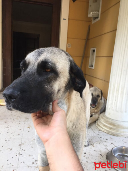 Kangal, Köpek  Toprak fotoğrafı