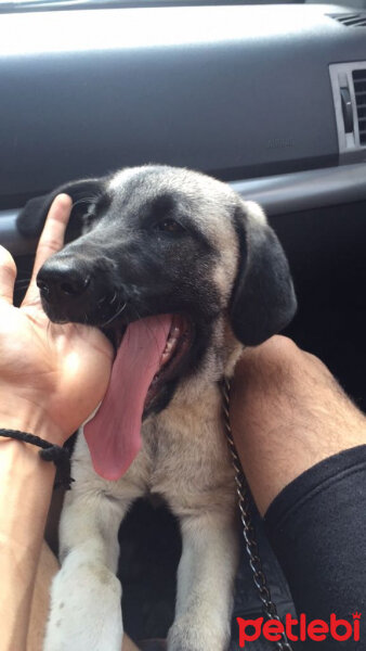 Kangal, Köpek  Toprak fotoğrafı