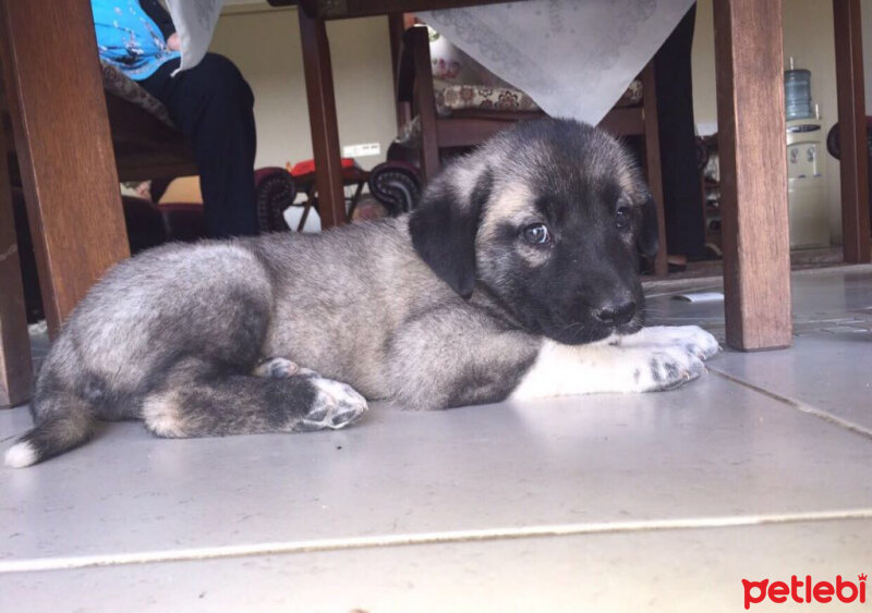 Kangal, Köpek  Toprak fotoğrafı