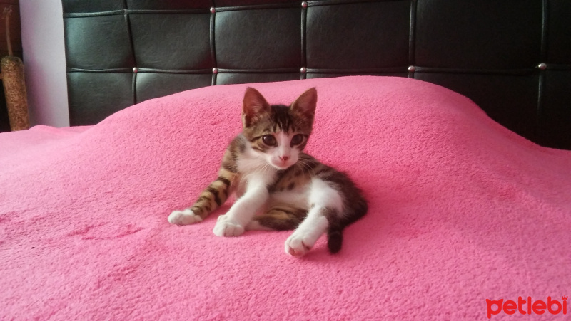 Tekir Kedi, Kedi  Pati fotoğrafı