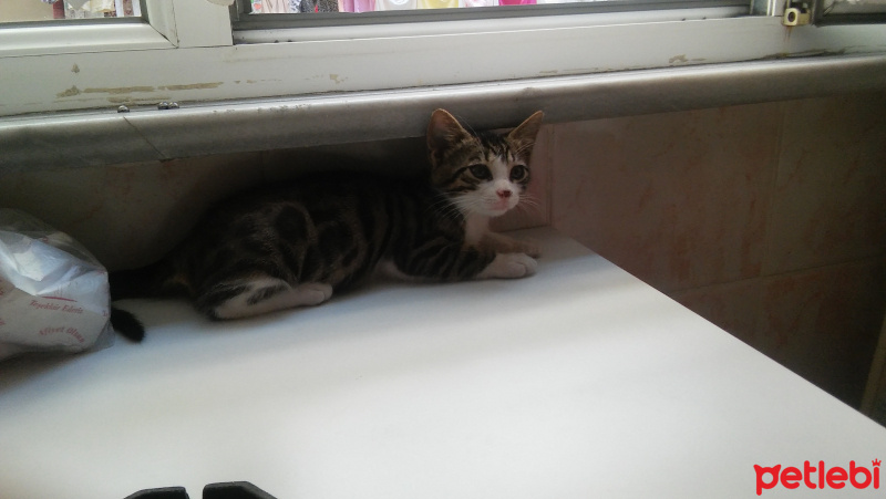 Tekir Kedi, Kedi  Pati fotoğrafı