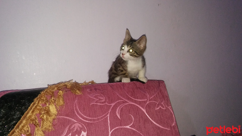 Tekir Kedi, Kedi  Pati fotoğrafı