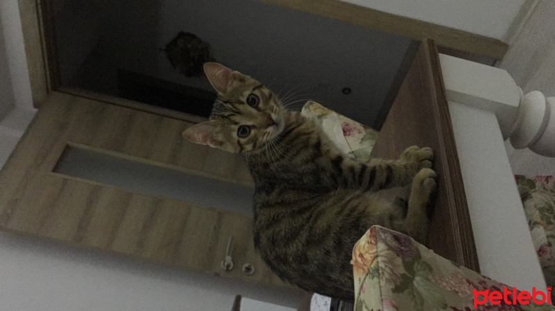 Tekir Kedi, Kedi  minik fotoğrafı