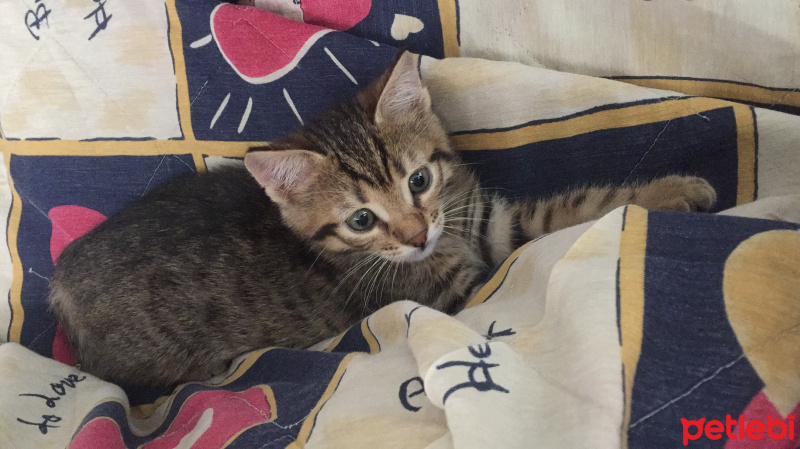 Tekir Kedi, Kedi  minik fotoğrafı