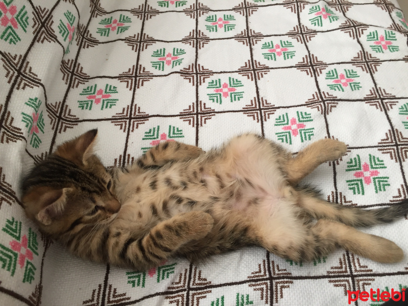 Tekir Kedi, Kedi  minik fotoğrafı