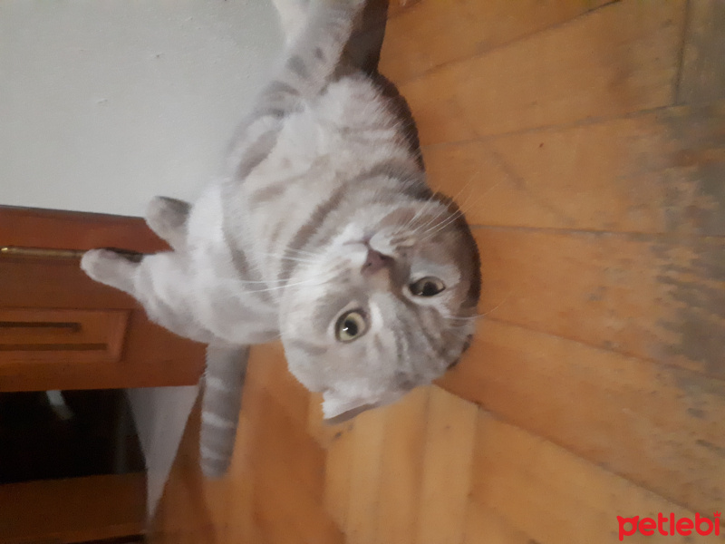 Scottish Fold, Kedi  Duman fotoğrafı