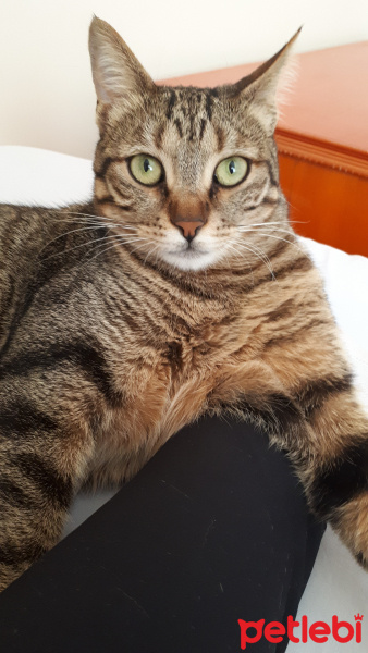 Tekir Kedi, Kedi  Mia fotoğrafı