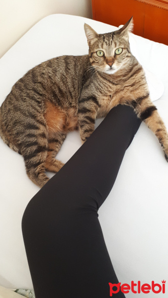 Tekir Kedi, Kedi  Mia fotoğrafı