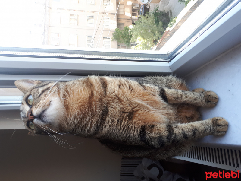 Tekir Kedi, Kedi  Mia fotoğrafı