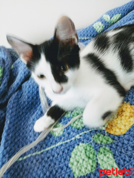 Tuxedo (Smokin) Kedi, Kedi  Nomu fotoğrafı