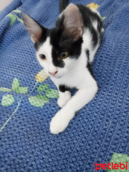 Tuxedo (Smokin) Kedi, Kedi  Nomu fotoğrafı