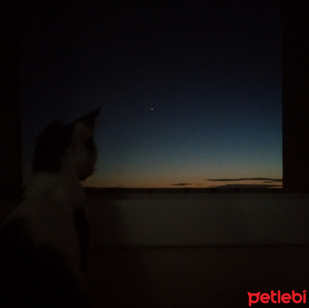 Tuxedo (Smokin) Kedi, Kedi  Nomu fotoğrafı