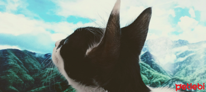 Tuxedo (Smokin) Kedi, Kedi  Nomu fotoğrafı