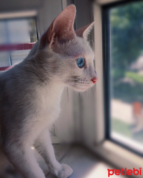 Ankara Kedisi, Kedi  Mira fotoğrafı