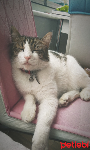 Tekir Kedi, Kedi  Zeytin fotoğrafı