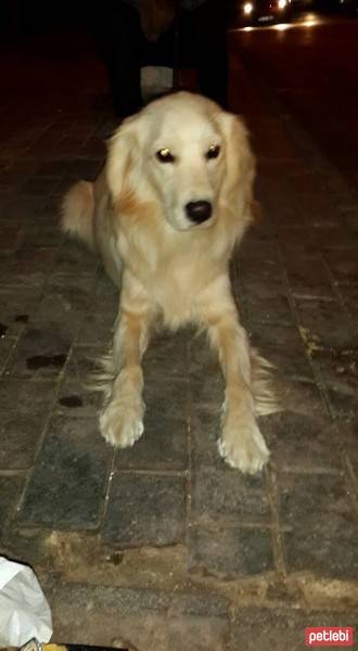 Golden Retriever, Köpek  Kuzey fotoğrafı