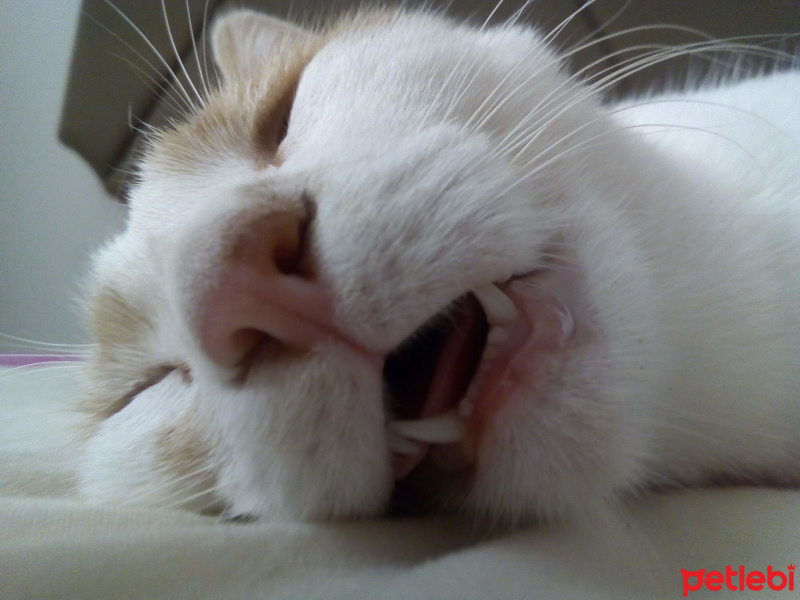 Tekir Kedi, Kedi  Ena fotoğrafı