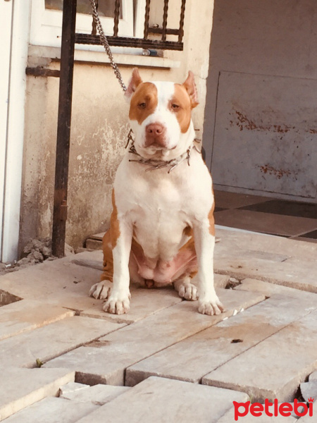 Amerikan Pitbull Terrier, Köpek  Bella fotoğrafı