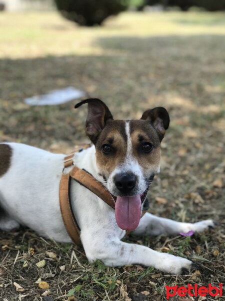 Jack Russell Terrier, Köpek  Odi fotoğrafı