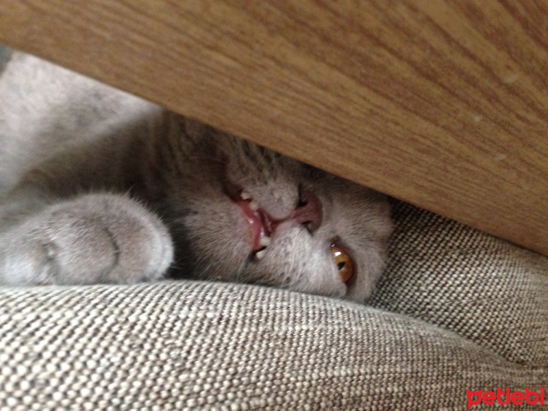 Scottish Fold, Kedi  Carlos fotoğrafı