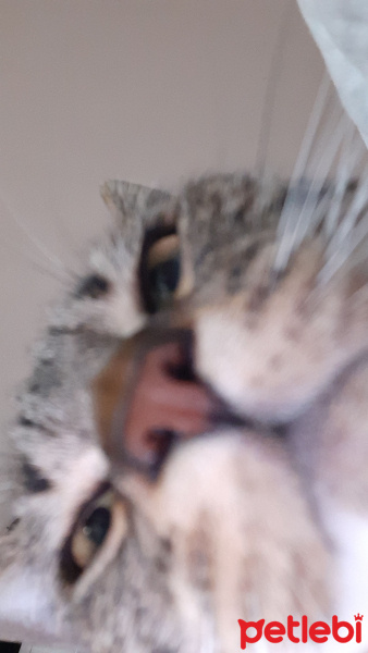 Tekir Kedi, Kedi  Marsu fotoğrafı