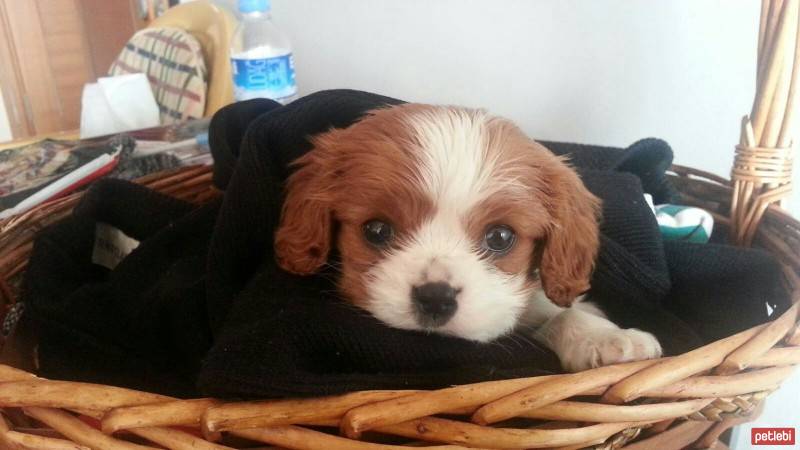 Cavalier King Charles Spanieli, Köpek  tomris izmir  fotoğrafı