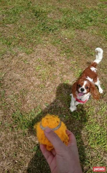 Cavalier King Charles Spanieli, Köpek  tomris izmir  fotoğrafı