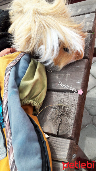 Guinea Pig, Kemirgen  Dost fotoğrafı