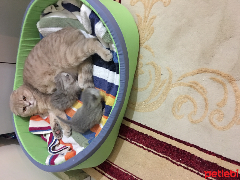 Scottish Fold, Kedi  Prenses fotoğrafı