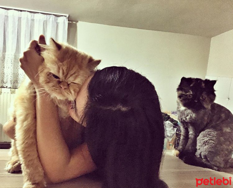 İran Kedisi (Persian), Kedi  FLASH fotoğrafı
