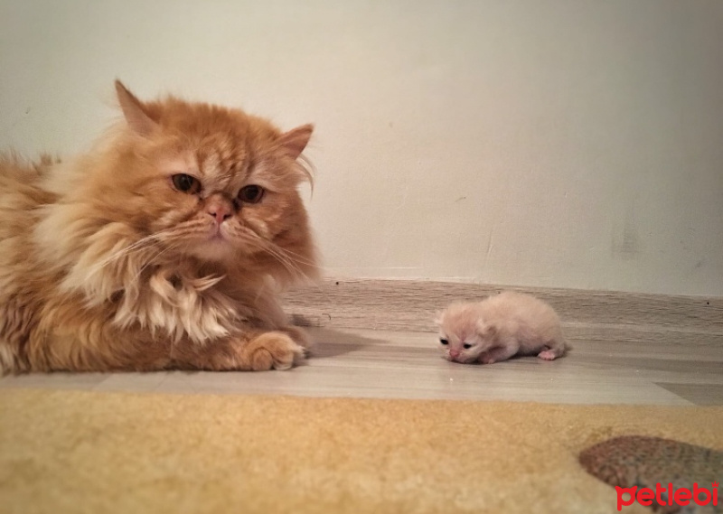 İran Kedisi (Persian), Kedi  FLASH fotoğrafı