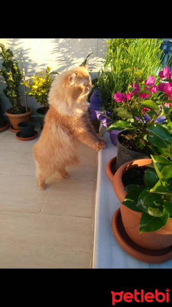 İran Kedisi (Persian), Kedi  FLASH fotoğrafı