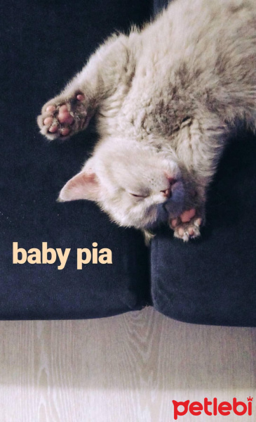 British Shorthair, Kedi  pia fotoğrafı