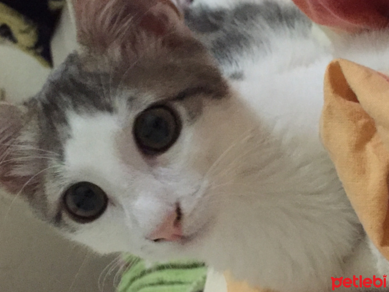 Tekir Kedi, Kedi  Gofret fotoğrafı