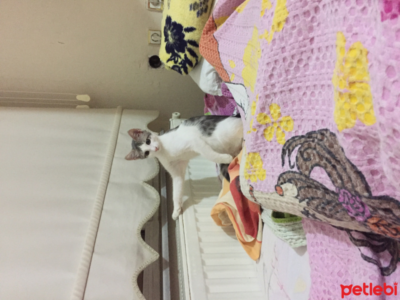 Tekir Kedi, Kedi  Gofret fotoğrafı