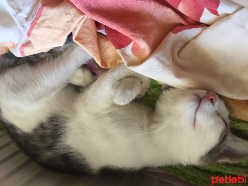 Tekir Kedi, Kedi  Gofret fotoğrafı