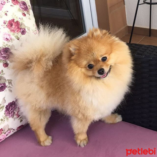Pomeranyalı, Köpek  Minik fotoğrafı
