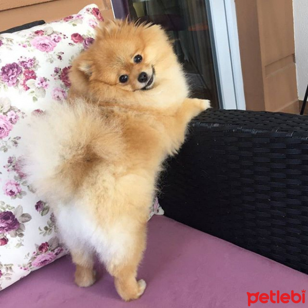 Pomeranyalı, Köpek  Minik fotoğrafı