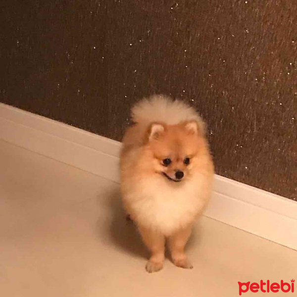 Pomeranyalı, Köpek  Minik fotoğrafı