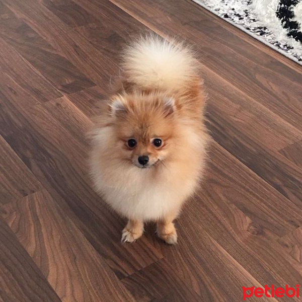 Pomeranyalı, Köpek  Minik fotoğrafı